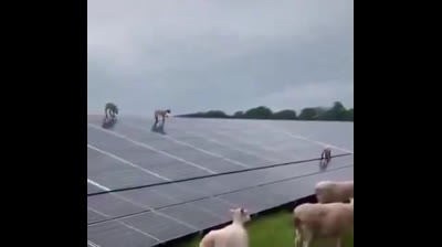 ¿Que es la AGENDA 20 30?⚠️ La DESTRUCCIÓN de la Naturaleza, de la Ganadería, de la Agricultura y la hambruna que nos matara a todos.